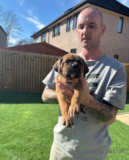 Photo №1. cane corso - à vendre en ville de Wiener Neustadt | 299€ | Annonce №139600