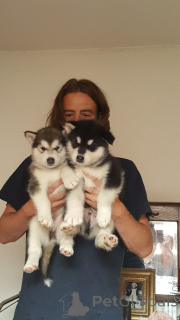 Photo №1. malamute de l'alaska - à vendre en ville de Bruges | 500€ | Annonce №159413