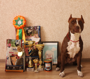 Photo №3. Les filles de Pit Bull Terrier vendent. Fédération de Russie
