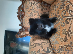 Photo №2 de l'annonce № 93712 de la vente spitz nain - acheter à Turquie annonce privée