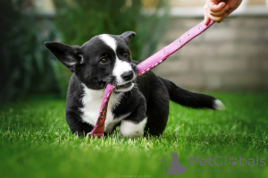 Photos supplémentaires: Chiots Welsh Corgi Cardigan