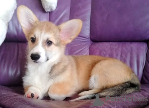 Photos supplémentaires: Welsh Corgi Pembroke. Chiots intéressants avec documents UKU