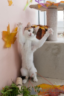 Photos supplémentaires: Le chaton Dashka est un enfant affectueux et joyeux à la recherche d'un foyer !