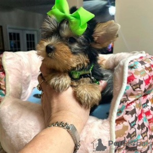 Photos supplémentaires: Aimer le chiot Yorkshire Terrier prêt à la vente