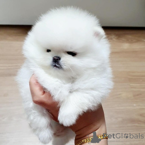 Photo №2 de l'annonce № 167053 de la vente  - acheter à Allemagne 