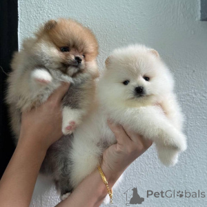 Photo №3. Szczenięta pomeraniana do adopcji.. Pologne