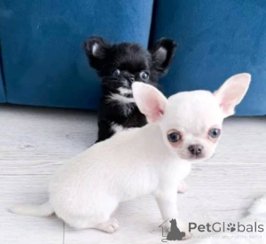 Photo №1. chihuahua - à vendre en ville de Vilnius | négocié | Annonce №162941