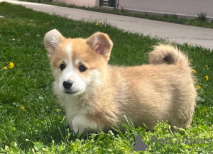 Photo №2 de l'annonce № 98687 de la vente welsh corgi - acheter à Serbie éleveur