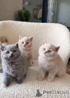 Photo №1. british shorthair - à vendre en ville de Gend | 400€ | Annonce № 172037