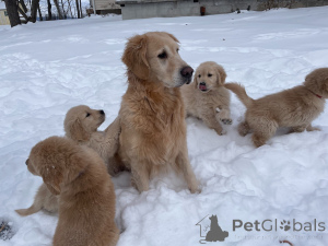 Photo №3. Adorables chiots Golden Retriever prêts à vivre dans des foyers aimants. Allemagne