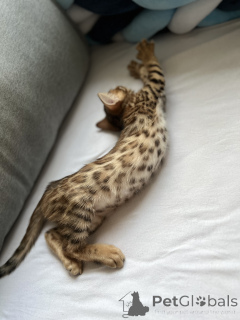 Photo №3. Yaroslav Korzhov. Allemagne