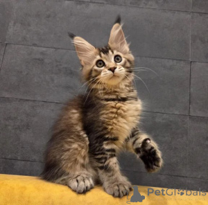 Photo №1. maine coon - à vendre en ville de Lüneburg | 350€ | Annonce № 177601