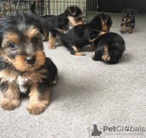 Photo №1. yorkshire terrier - à vendre en ville de Rome | 350€ | Annonce №110898