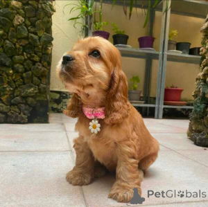 Photo №1. springer anglais - à vendre en ville de Cologne | négocié | Annonce №154049