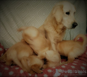 Photo №2 de l'annonce № 99487 de la vente golden retriever - acheter à Allemagne annonce privée