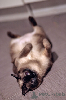 Photo №4. Je vais vendre thaï en ville de Saint-Pétersbourg. annonce privée - prix - Gratuit