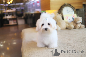 Photo №3. Dean Janet Kay Puppies House. USA