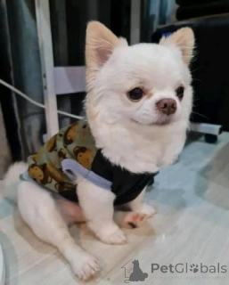 Photo №1. chihuahua - à vendre en ville de Géorgie | négocié | Annonce №149564