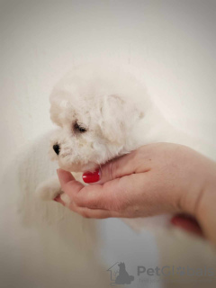 Photo №2 de l'annonce № 94225 de la vente bichon à poil frisé - acheter à Serbie éleveur