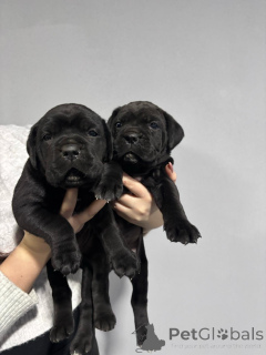 Photo №3. Cane Corso (femelle). Serbie