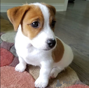 Photo №1. jack russell terrier - à vendre en ville de Торонто | Gratuit | Annonce №137762