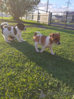 Photo №4. Je vais vendre jack russell terrier en ville de Bregenz. éleveur - prix - 350€