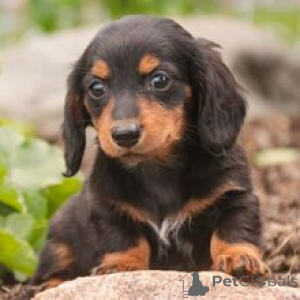 Photo №3. Buck Miniature Teckel Puppy Mâle 12 Semaines Prêt à Rentrer À La Maison. Allemagne