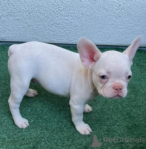 Photos supplémentaires: chiots bouledogue français à vendre)