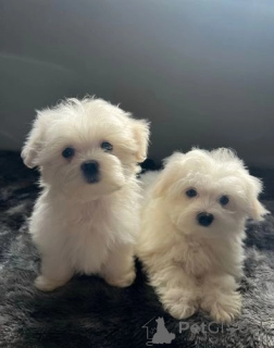 Photo №1. bichon maltais - à vendre en ville de Tiana | 339€ | Annonce №170541