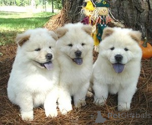 Photo №1. chow-chow - à vendre en ville de Gyomaendrőd | négocié | Annonce №172924