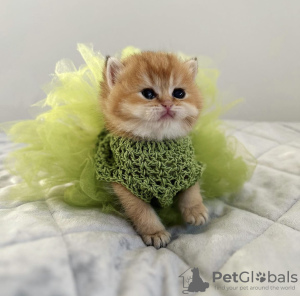 Photo №2 de l'annonce № 54728 de la vente british shorthair - acheter à Pologne éleveur