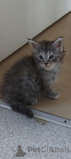 Photo №1. maine coon - à vendre en ville de New york | 484€ | Annonce № 157210