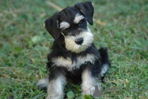 Photo №1. schnauzer miniature - à vendre en ville de Brno | négocié | Annonce №170668