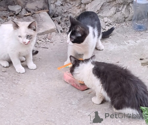 Photo №1.  - à vendre en ville de Vladimir | Gratuit | Annonce № 146129