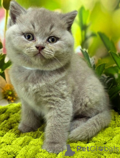 Photo №1. british shorthair - à vendre en ville de Bruck an der Mur | 350€ | Annonce № 171172