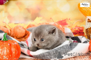 Photo №1. british shorthair - à vendre en ville de Amsterdam | négocié | Annonce № 165889