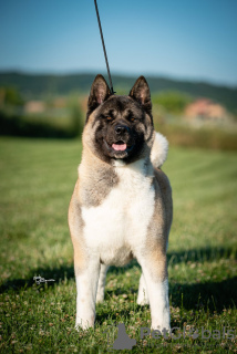 Photos supplémentaires: Akita américain à vendre