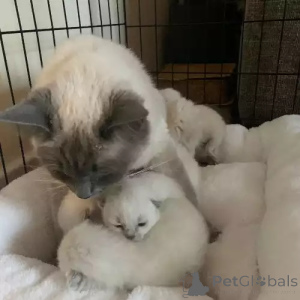 Photo №2 de l'annonce № 167264 de la vente ragdoll - acheter à Allemagne annonce privée