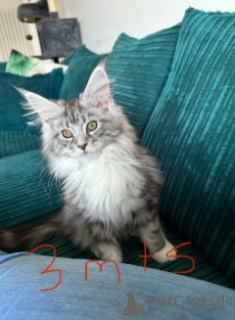 Photo №3. Maine-Coon-Kätzchen. Allemagne