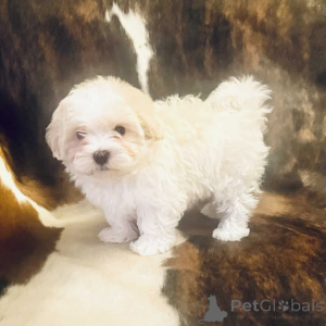 Photo №2 de l'annonce № 150143 de la vente maltipu - acheter à Allemagne annonce privée, éleveur