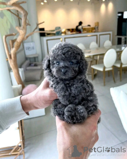 Photo №1. caniche (jouet) - à vendre en ville de Pécs | 450€ | Annonce №167925