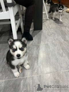 Photo №3. Chiot Husky Sibérien. Belgique