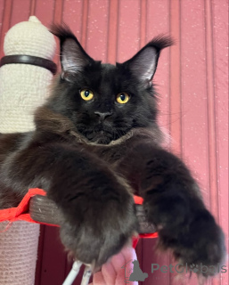 Photo №3. Aucune montagne trop haute, aucun câlin trop petit, Jasper les conquiert tous.. Danemark