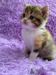 Photo №1.  - à vendre en ville de Bésée | négocié | Annonce № 161692