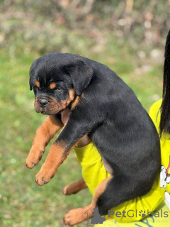 Photo №2 de l'annonce № 165049 de la vente rottweiler - acheter à Serbie 