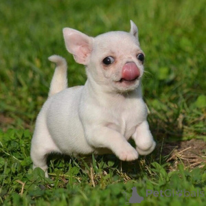 Photo №1. chien bâtard - à vendre en ville de Mauvais münsteerefel | négocié | Annonce №162228