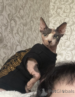 Photo №4. Je vais vendre  en ville de Minsk. annonce privée - prix - 47€