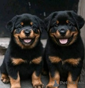 Photo №1. rottweiler - à vendre en ville de Marseille | négocié | Annonce №175543