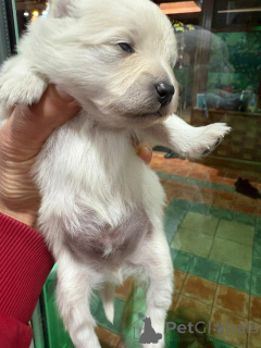 Photo №1. spitz nain - à vendre en ville de Alavus | 800€ | Annonce №160640