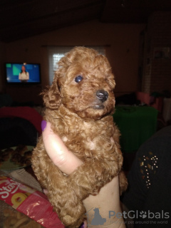 Photo №1. caniche (jouet) - à vendre en ville de Belgrade | négocié | Annonce №127303